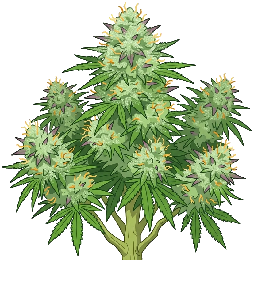 Blühende Colas